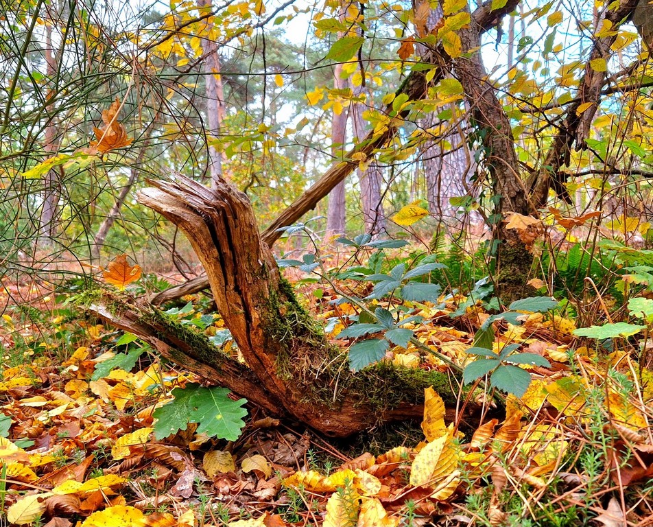 574571221_753018004421915_8315175854016207809_n